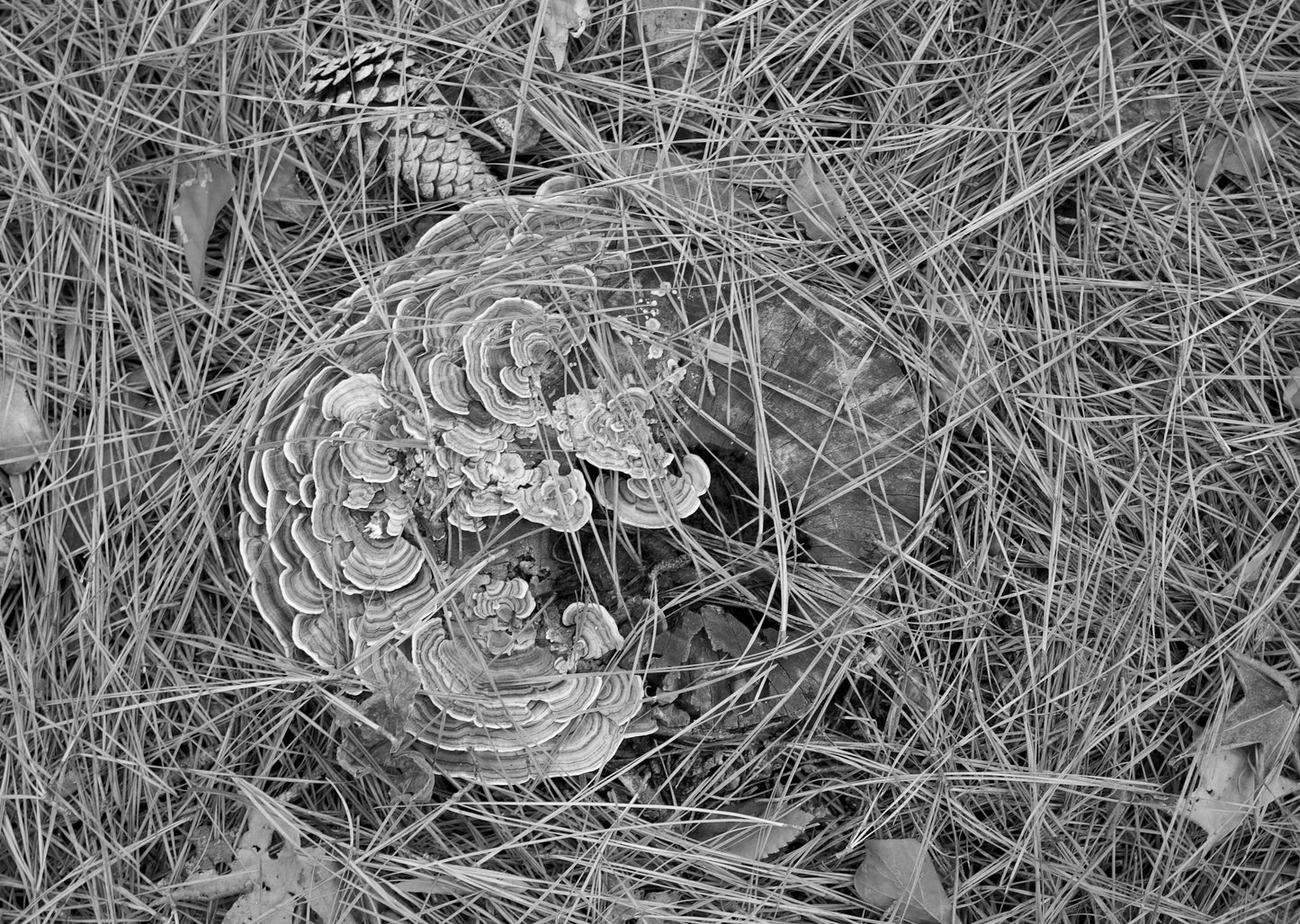 C.Barker Mushroom