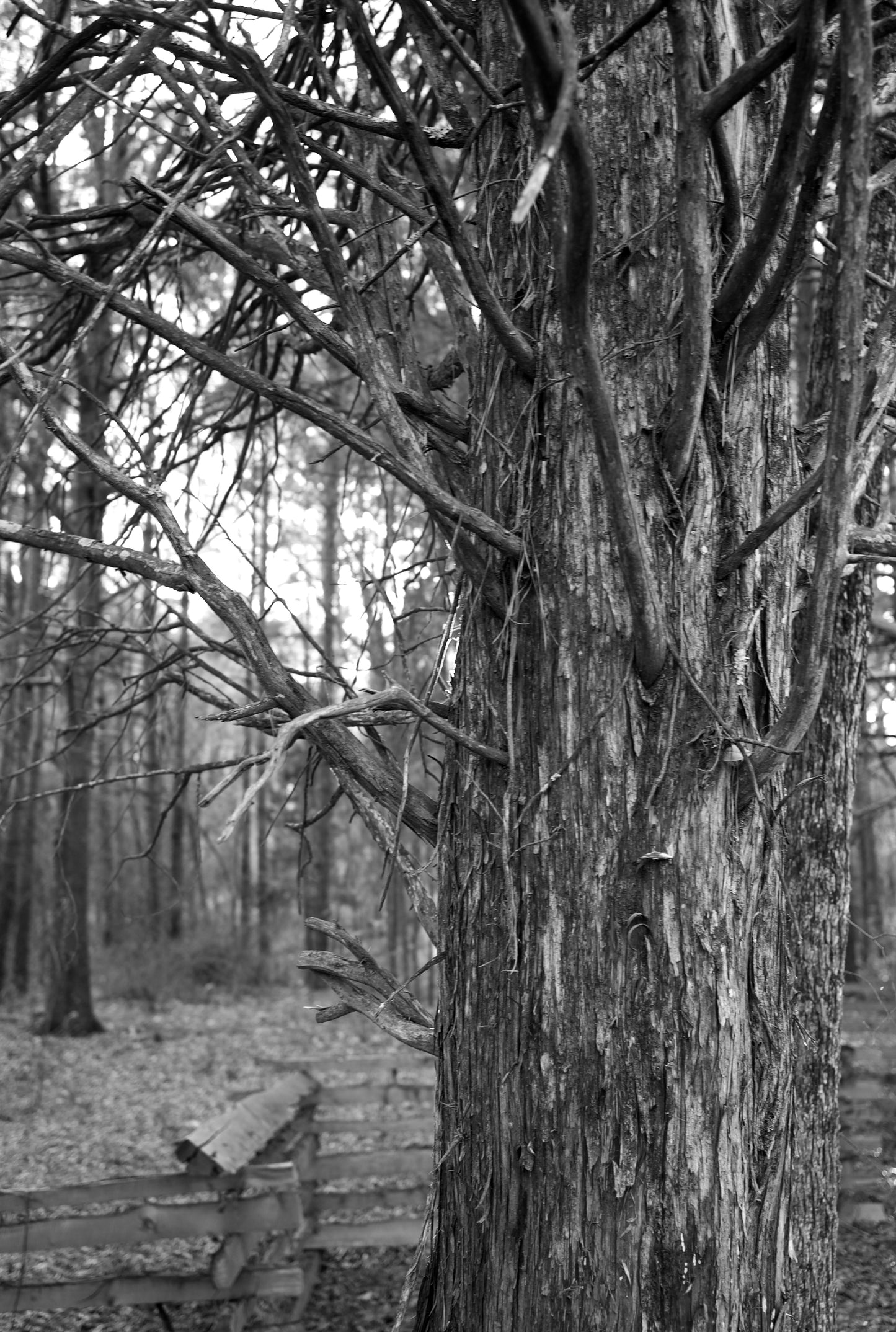 C.Barker Tree Trunk