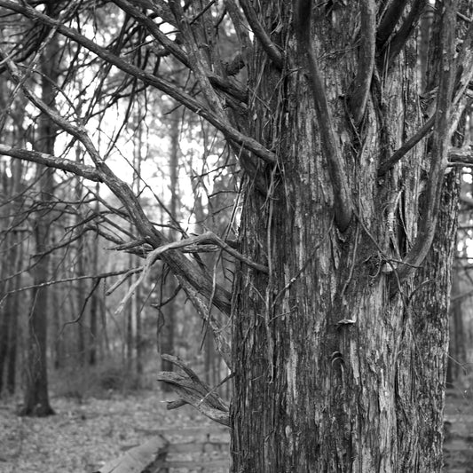 C.Barker Tree Trunk